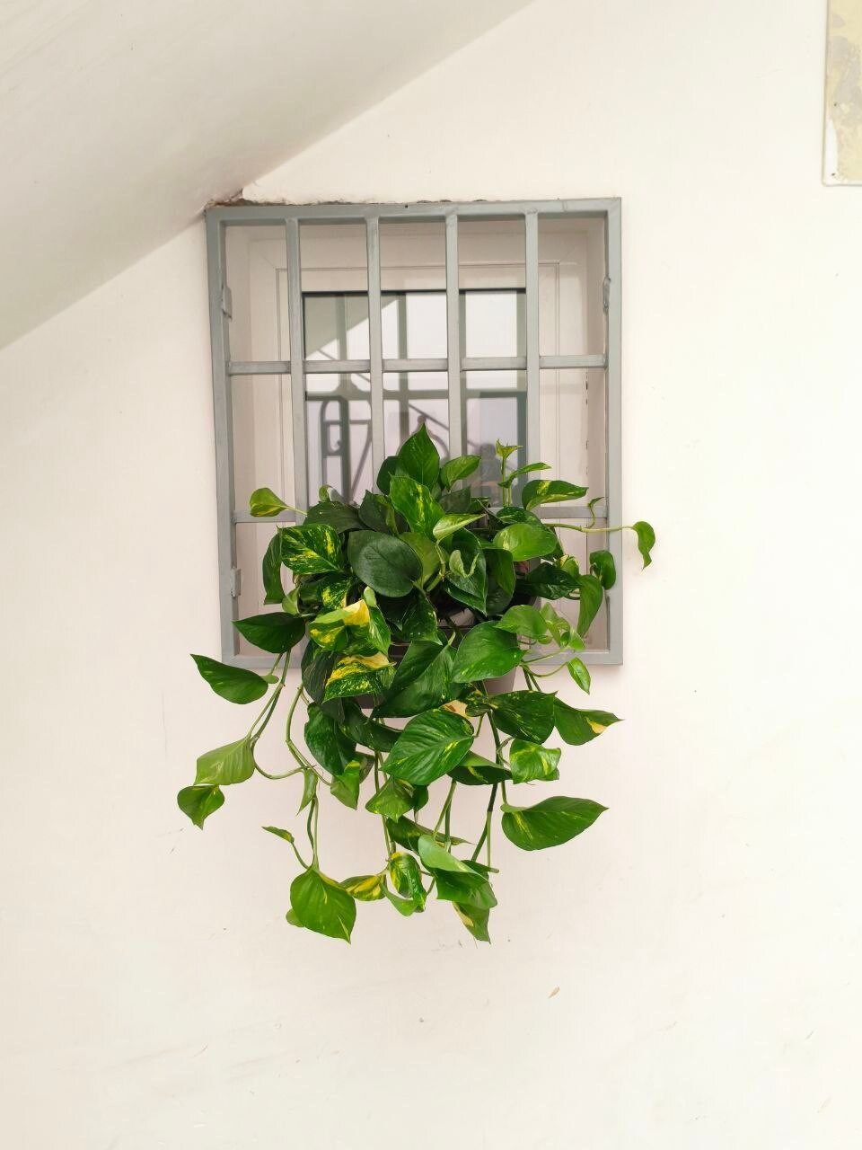 Window with a pothos plant